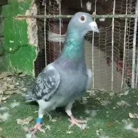 کبوترمسافتی اصیل