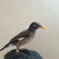 جوجه مرغ مینا دانه خور