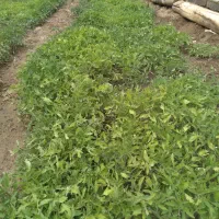 نشا گوجه