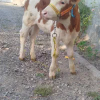 گوساله قرمز