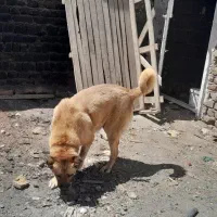 سگ ماچ سرابی