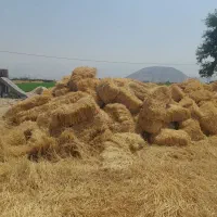 کاه جو درجه یک