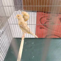 قناری نر یکساله