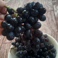 مویز