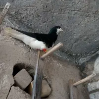 کبوتر شهری خوشرنگ‌سیاه نر رنگی