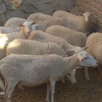 میش لاروف نژاد خارجی چند قلوزا .شیری و بدون دنبه