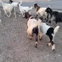 بز و بی داشتی جوان دورگه