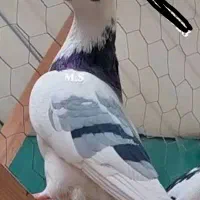 کبوتر ماده