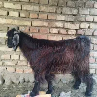تروشت