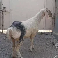 بره ماده نژاددار