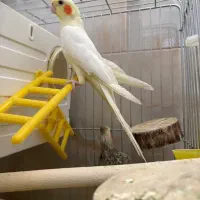 ۳عدد عروس هلندی