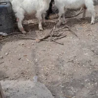 بزغاله نر