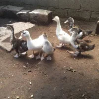اردک اسراییلی