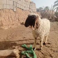 گوسفند|حیوانات مزرعه|ریگان, |دیوار