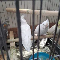 جوجه عروس هلندی