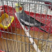 فروش دو عدد عروس هلندی نر بالغ