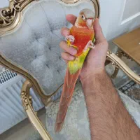 گرینچیک ماده