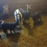 بز و بزغاله