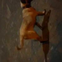 توله سرابی