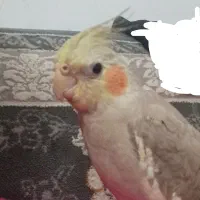 چهارعدد عروس هلندی