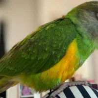 طوطی گمشده