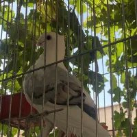 کبوتر بلژیکی پر طاووسی بالغ
