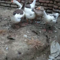 جوجه غاز|حیوانات مزرعه|کردکوی, |دیوار