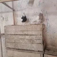 جفت کبوتر طوقی ماده
