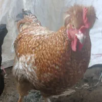 فروش مرغ و خروس گردن پر و پا پر نزدیک تخم گذار