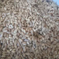 گندم سیروان