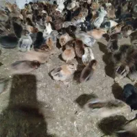 جوجه مرغ گلپایگانی
