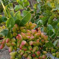 نهالستان صنوبر پسته