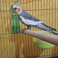 عروس هلندی نر مست بخون