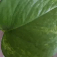 فروش لیمو ترش یک هکتار باغ مرکبات پشتکوه باشت