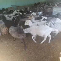 گوسفند نر جهت قربانی
