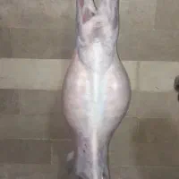 قصاب هستم