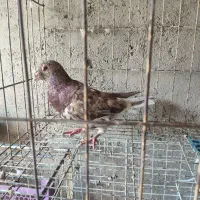 کبوتر دورگ