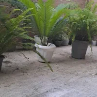 گل وگیاه