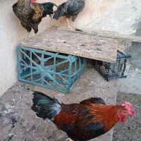 خروس با فرهنگ و با شخصیت