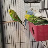 دو جفت مرغ عشق و یک نر اضافه