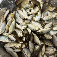 بچه ماهی سیلور کپور