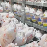 استخدام مرغ‌خردکن