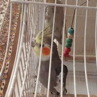 عروس هلندی ی جفت نر و ماده