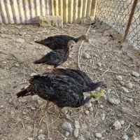 ۵عدد جوجه بوقلمون۳ماهه