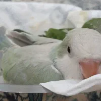 جوجه راهب سبز