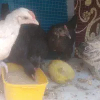 9عدد جوجه خروس گلین