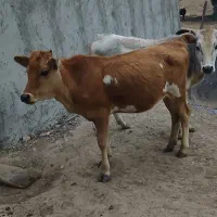 گوساله ماده