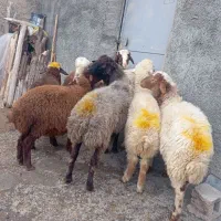 گوسفند نر باب پرواری