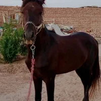 نریون ۴ساله