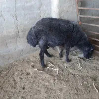 بره نر|حیوانات مزرعه|فلاورجان, |دیوار